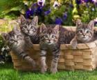 Dört yavru kedi bir sepet